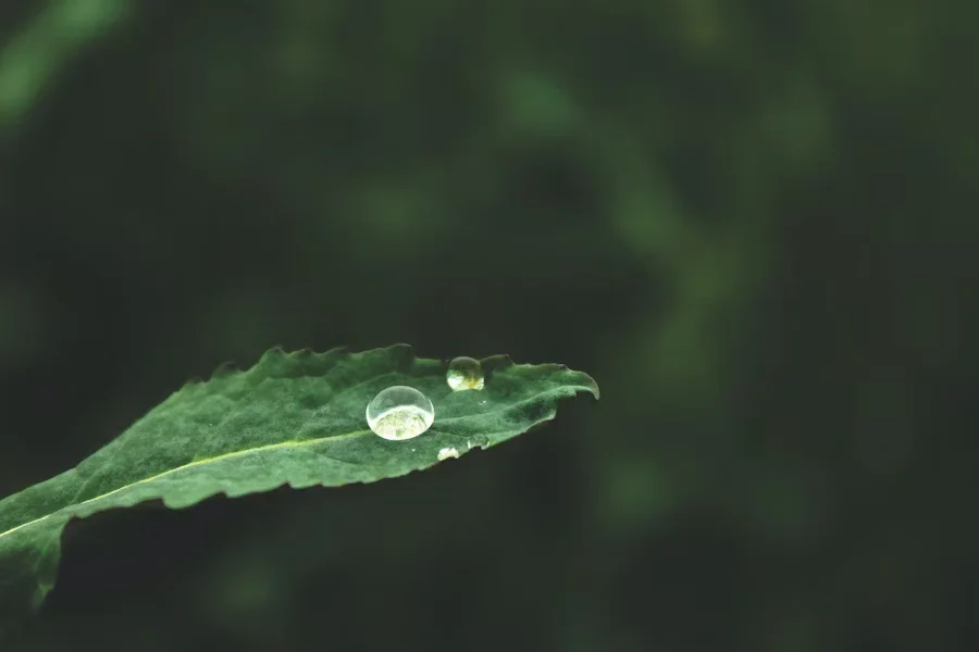 Ett blad med en regndroppe på